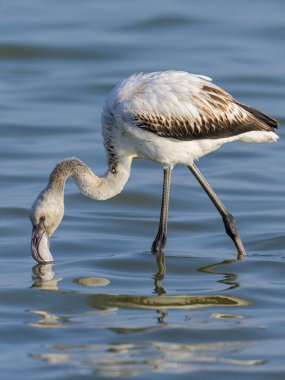 Genç bir Büyük Flamingo suda yürüyor, ilkbahar sabahı güneşli, Camargue (Provence, Fransa)