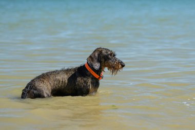 Suda duran küçük bir köpek, Kuzey Fransa plajı, yazın güneşli bir gün.