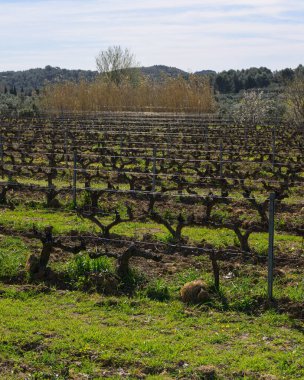 Baharda güneşli bir günde Alpilles 'de bir üzüm bağı (Provence, Fransa)