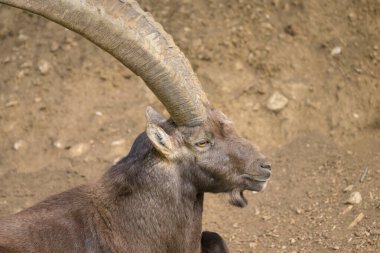 Avusturya hayvanat bahçesinde bulutlu bir günde yerde dinlenen yaşlı bir dağ keçisi.