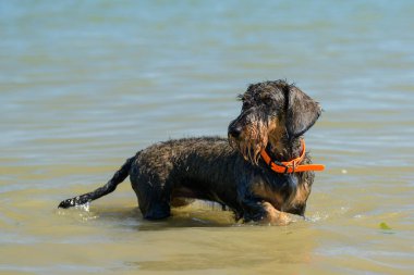 Suda duran küçük bir köpek, Kuzey Fransa plajı, yazın güneşli bir gün.