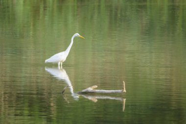 Büyük bir balıkçıl bir gölette duruyor, sonbaharda güneşli bir gün Aşağı Avusturya 'da