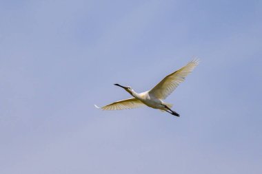 Yazın güneşli bir günde uçan bir kaşık faturası, mavi gökyüzü, kuzey Fransa
