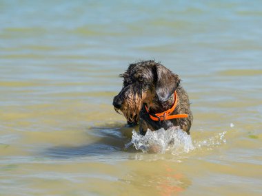 Suda duran küçük bir köpek, Kuzey Fransa plajı, yazın güneşli bir gün.