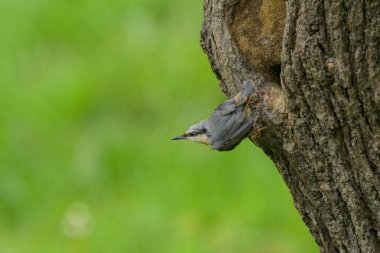 Yuvanın önündeki ağaçta oturan Avrasyalı bir tımarhane, yazın bulutlu bir sabah.