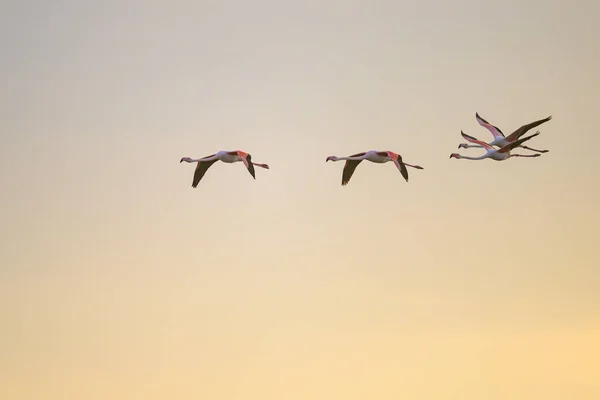 A group of Greater Flamingos in flight during sunrise in springtime, Camargue (Provence, France)