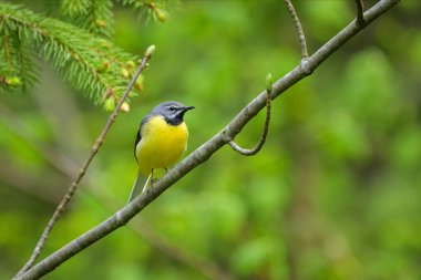 Avusturya 'da bulutlu bir sabah, ormanda bir dal üzerinde oturan gri bir Wagtail.