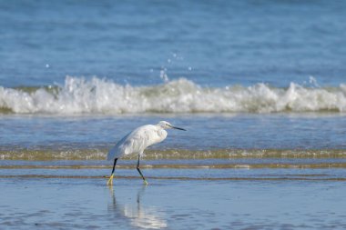 Küçük bir balıkçıl kumsalda yürüyor ve yiyecek arıyor. Kuzey Fransa 'da güneşli bir gün, mavi gökyüzü.