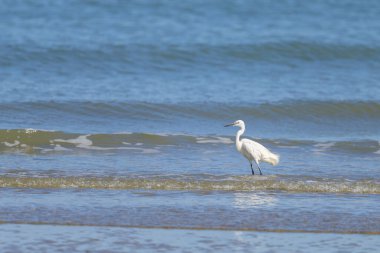 Sahilde duran küçük bir balıkçıl, Kuzey Fransa 'da güneşli bir gün, mavi gökyüzü