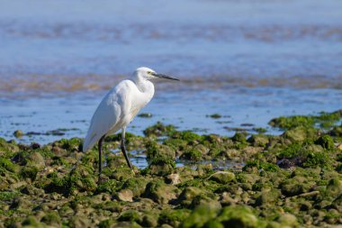 Sahilde duran küçük bir balıkçıl, Kuzey Fransa 'da güneşli bir gün, mavi gökyüzü