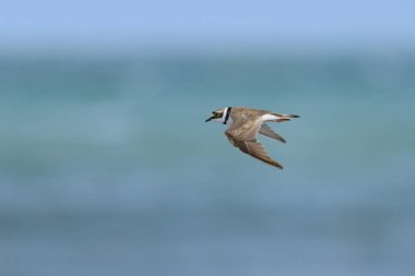Kumsalda uçan küçük bir Halkalı Plover, yazın güneşli bir gün, mavi gökyüzü, kuzey Fransa