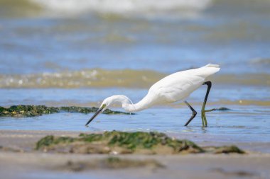 Küçük bir balıkçıl kumsalda yürüyor ve yiyecek arıyor. Kuzey Fransa 'da güneşli bir gün, mavi gökyüzü.