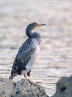 Denize sıfır, Hırvatistan bir kayanın üzerine oturmuş bir ortak olgunlaşmamış karabatak (Phalacrocorax aristotelis)