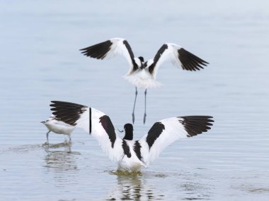 Pied avocets Camargue 'de (Provence, Fransa)