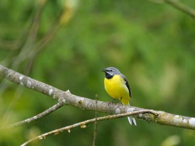 Avusturya 'da bulutlu bir sabah, ormanda bir dal üzerinde oturan gri bir Wagtail.