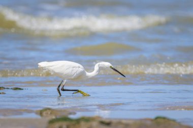 Küçük bir balıkçıl kumsalda yürüyor ve yiyecek arıyor. Kuzey Fransa 'da güneşli bir gün, mavi gökyüzü.