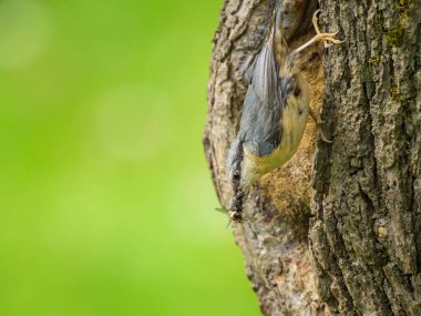 Yuvanın önündeki ağaçta oturan Avrasyalı bir tımarhane, yazın bulutlu bir sabah.
