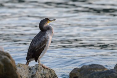 Denize sıfır, Hırvatistan bir kayanın üzerine oturmuş bir ortak olgunlaşmamış karabatak (Phalacrocorax aristotelis)