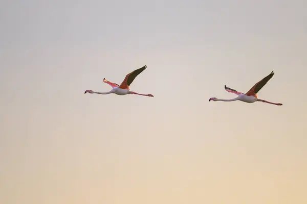 A group of Greater Flamingos in flight during sunrise in springtime, Camargue (Provence, France)