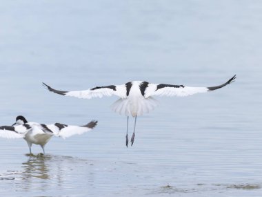 Pied avocets Camargue 'de (Provence, Fransa)