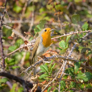 Cres 'te (Hırvatistan) sonbaharda güneşli bir günde, çalıların üzerinde oturan Avrupalı bir Robin.)