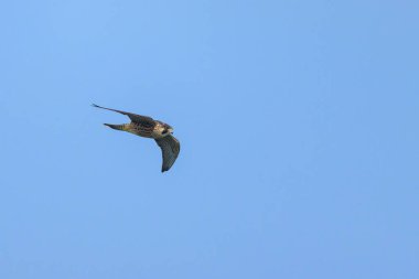 Kuzey Fransa 'da mavi gökyüzünde uçan bir Peregrine Falcon