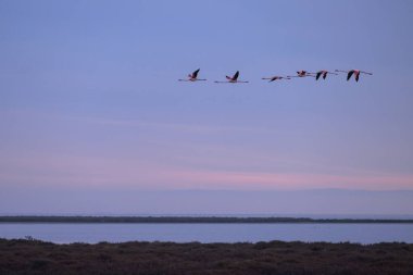 Bir grup Büyük Flamingo bahar mevsiminde gün doğumunda uçmaktadır (Provence, Fransa)