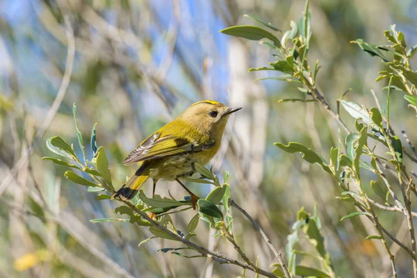 Küçük bir Goldcrest, Cres 'te (Hırvatistan) sonbaharda güneşli bir günde çalıların üzerinde oturuyor.)