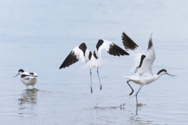 Pied avocets Camargue 'de (Provence, Fransa)