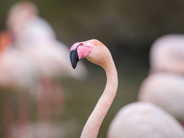 Suda duran bir Büyük Flamingo, ilkbahar sabahı, Camargue (Provence, Fransa)