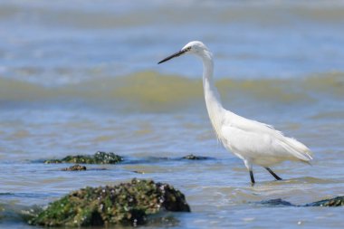 Küçük bir balıkçıl kumsalda yürüyor ve yiyecek arıyor. Kuzey Fransa 'da güneşli bir gün, mavi gökyüzü.