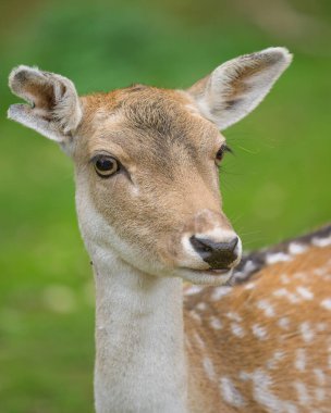 Dişi bir geyiğin yakın plan portresi. Sonbaharda, açık havada bulutlu bir gün.