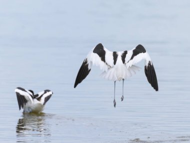 Pied avocets Camargue 'de (Provence, Fransa)