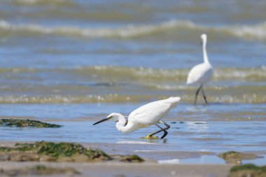 Küçük bir balıkçıl kumsalda yürüyor ve yiyecek arıyor. Kuzey Fransa 'da güneşli bir gün, mavi gökyüzü.
