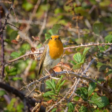 Cres 'te (Hırvatistan) sonbaharda güneşli bir günde, çalıların üzerinde oturan Avrupalı bir Robin.)