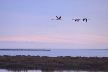 Bir grup Büyük Flamingo bahar mevsiminde gün doğumunda uçmaktadır (Provence, Fransa)
