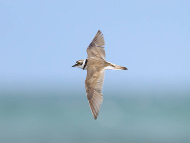 Kumsalda uçan küçük bir Halkalı Plover, yazın güneşli bir gün, mavi gökyüzü, kuzey Fransa