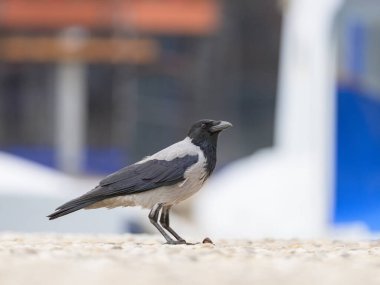 Hırvatistan 'da sonbaharda yerde yemek yiyen bir leş kargası