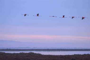 Bir grup Büyük Flamingo bahar mevsiminde gün doğumunda uçmaktadır (Provence, Fransa)