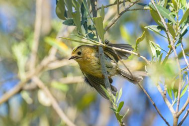 Küçük bir Goldcrest, Cres 'te (Hırvatistan) sonbaharda güneşli bir günde çalıların üzerinde oturuyor.)