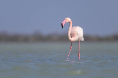 Suda yürüyen ve yiyecek arayan bir Büyük Flamingo, ilkbaharda güneşli bir sabah, Camargue (Provence, Fransa)