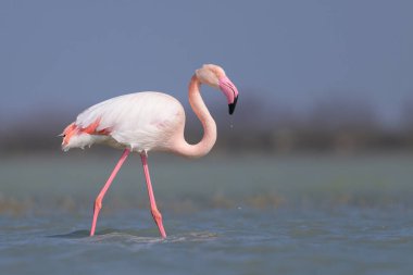 Suda yürüyen ve yiyecek arayan bir Büyük Flamingo, ilkbaharda güneşli bir sabah, Camargue (Provence, Fransa)