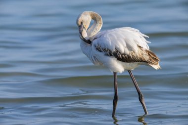 Genç bir Büyük Flamingo suda yürüyor ve yiyecek arıyor, ilkbahar sabahı güneşli, Camargue (Provence, Fransa)