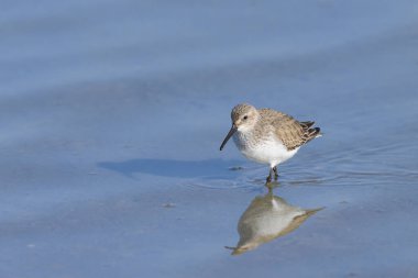 Geniş gagalı bir Sandpiper suda yürüyor, ilkbaharda güneşli bir sabah, Camargue (Fransa)
