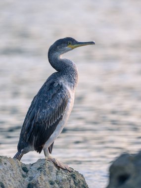 Denize sıfır, Hırvatistan bir kayanın üzerine oturmuş bir ortak olgunlaşmamış karabatak (Phalacrocorax aristotelis)