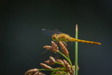 Güneşte dinlenen sıradan bir yusufçuk (Sympetrum striolatum), yazın güneşli bir gün, Viyana (Avusturya))