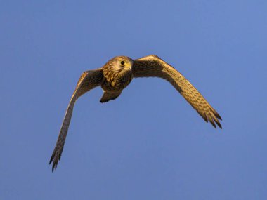 A female Common Kestrel (Falco tinnunculus) in flight on a sunny day in summer, blue sky