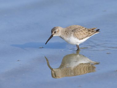 Geniş gagalı bir Sandpiper suda yürüyor, ilkbaharda güneşli bir sabah, Camargue (Fransa)