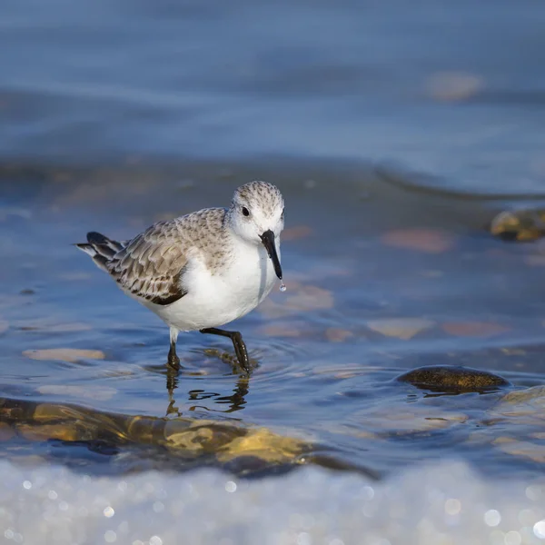 Deniz kıyısında koşan bir Sanderling, ilkbaharın başlarında güneşli bir gün, Camargue (Fransa))