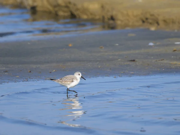 A Sanderling running along the shore of the sea, sunny day in early springtime, Camargue (France)